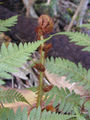 Thumbnail for version as of 12:17, 29 July 2007