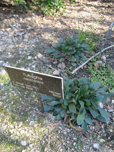 File:Tulbaghia natalensis-IMG 0824 hunt07.jpg