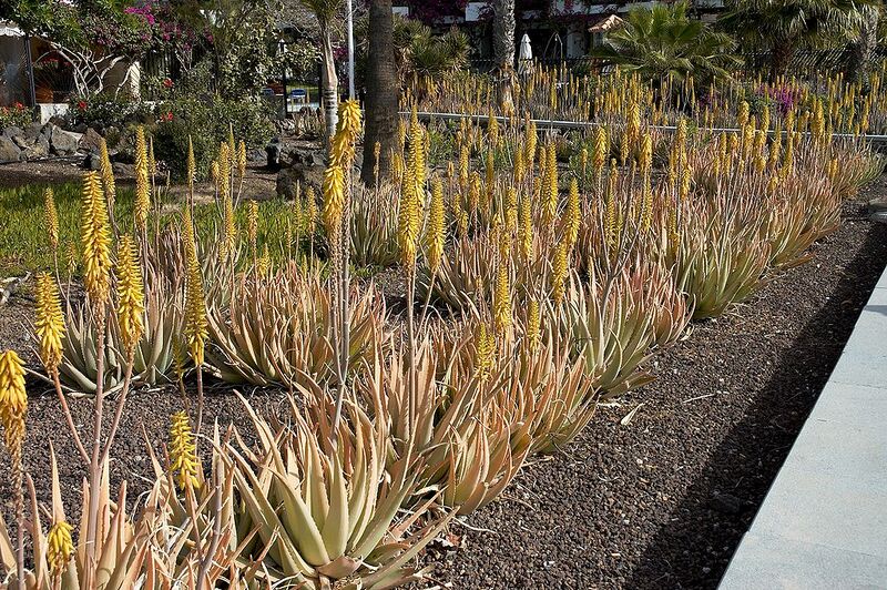 File:1024px-Aloe vera A.jpg