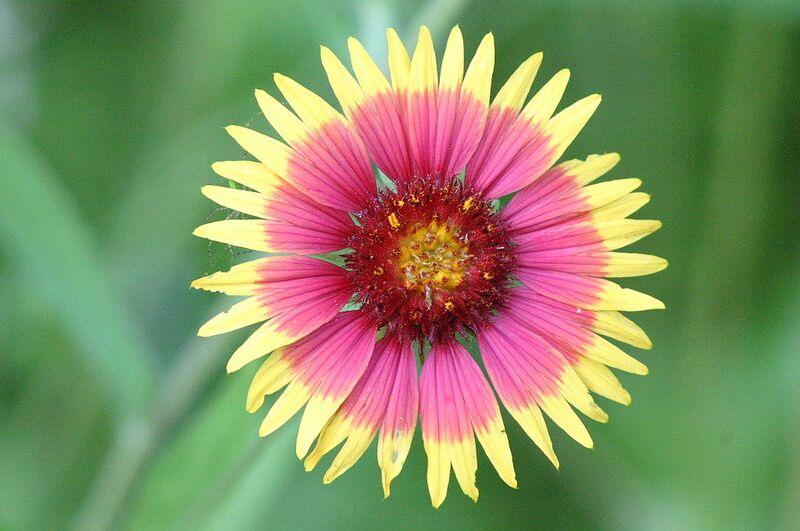 File:1024px-Firewheel or Indian Blanket with a Spider at the back.jpg