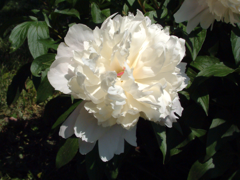 File:1024px-White peony.png