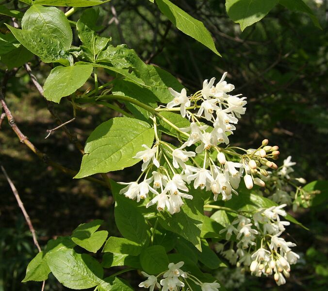 File:1154px-Staphylea colchica 01.jpg