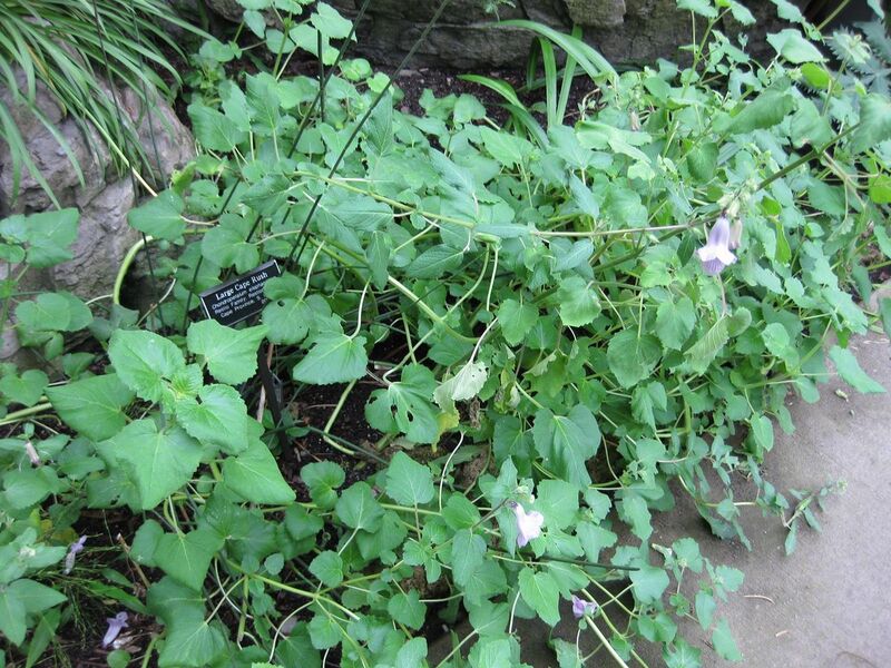 File:1280px-IMG 1226 bbg09.jpg