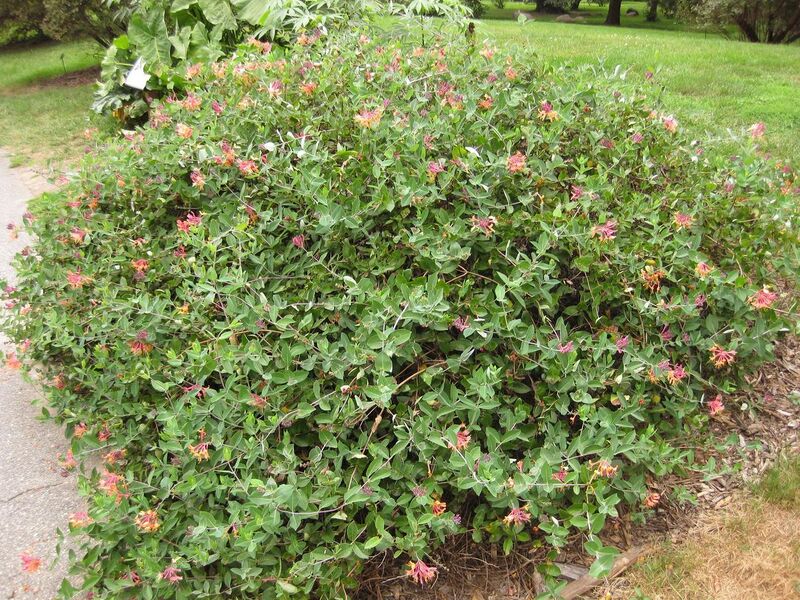 File:1280px-IMG 1372 bbg09.jpg