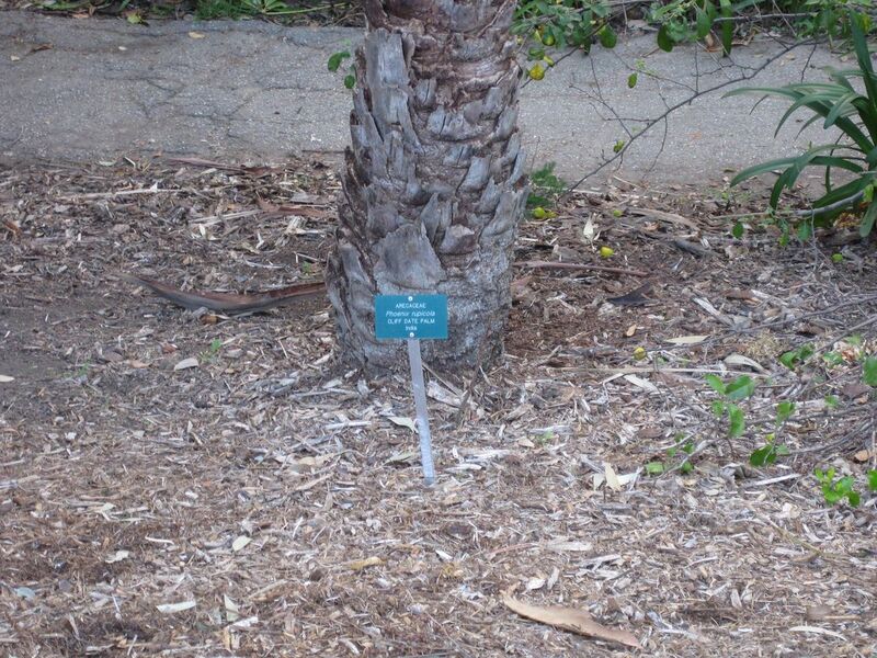 File:1280px-IMG 2710 ucla09.jpg