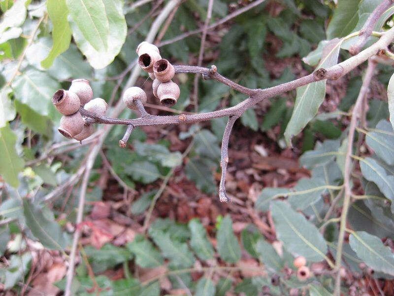 File:1280px-IMG 4676 hunt0904.jpg