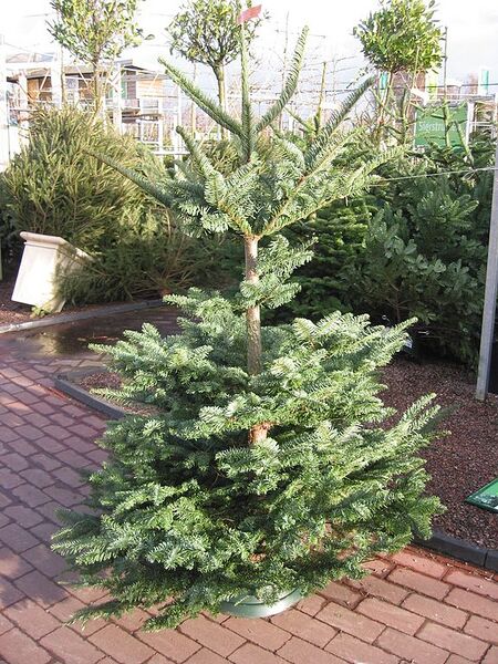 File:576px-Abies procera boom.jpg