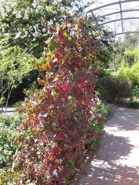 File:576px-IMG 1859 hunt09oct.jpg