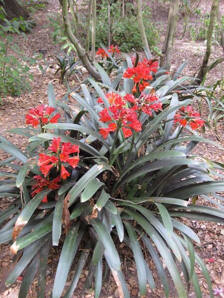 File:576px-IMG 5118 hunt0904.jpg