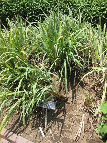 File:576px-IMG 7659 hunt09jun.jpg