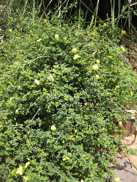 File:576px-IMG 7667 hunt09jun.jpg