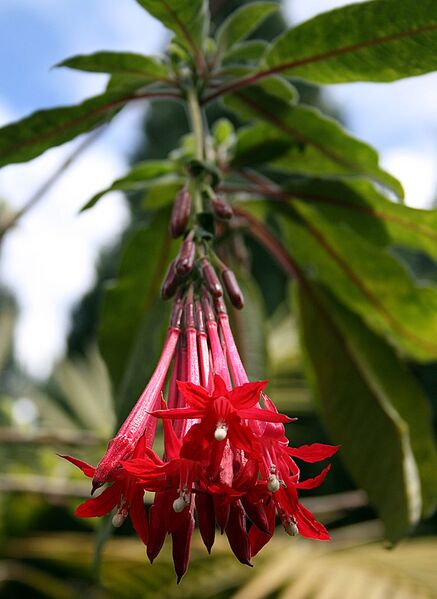 File:746px-Fuchsia boliviana IMG 1985.JPG