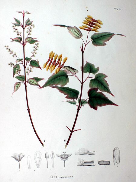 File:768px-Acer crataegifolium SZ147.jpg