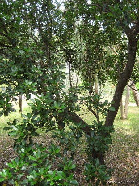 File:Arbutus canariensis-IMG 3141 lokrun.jpg