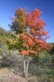 A bi-colored Bigtooth Maple tree