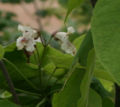 Flower of Catalpa tree