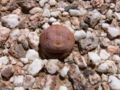 Thumbnail for version as of 18:27, 3 January 2009