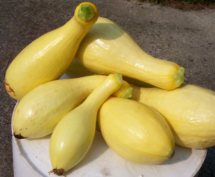 File:Dixie 1.jpg