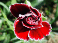 Thumbnail for version as of 10:06, 5 June 2007