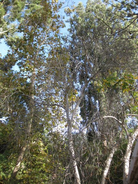 File:IMG 2444 ucla09.jpg