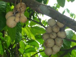 Langsat in the Philippines