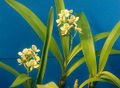 Thumbnail for version as of 13:07, 2 May 2007