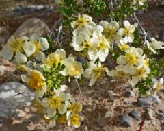 Purshia tridentata