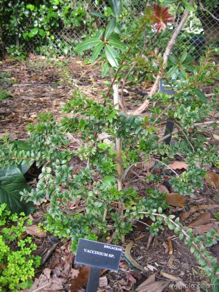 File:Vaccinium sp.-IMG 7208 sfbg0308.jpg