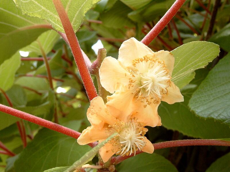 File:1024px-Actinidia chinensis MS0386.jpg