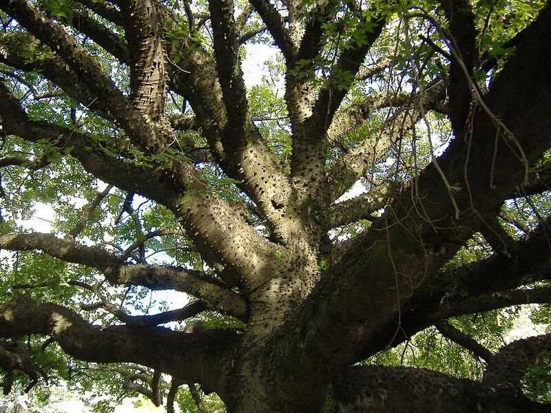 File:1024px-Ceiba sp branches.jpg