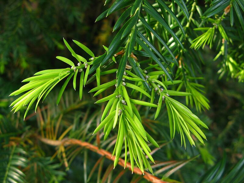File:1024px-Torreya californica branch PAN 03.JPG