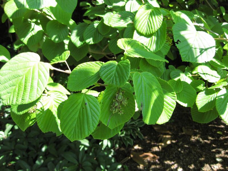 File:1280px-IMG 0325 nybg09.jpg