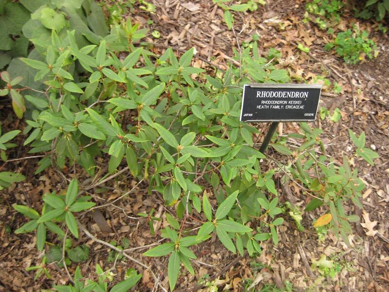 File:1280px-IMG 1359 bbg09.jpg