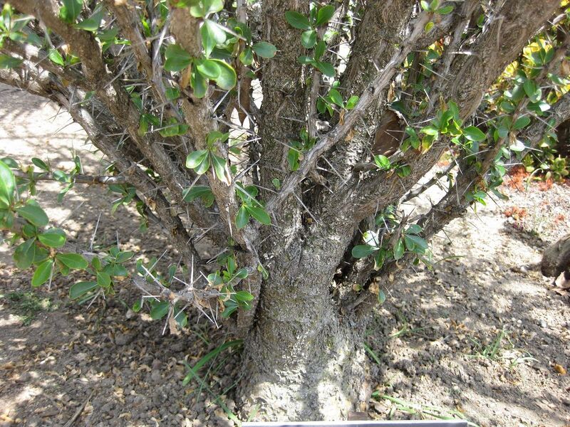 File:1280px-IMG 4249 hunt0904.jpg