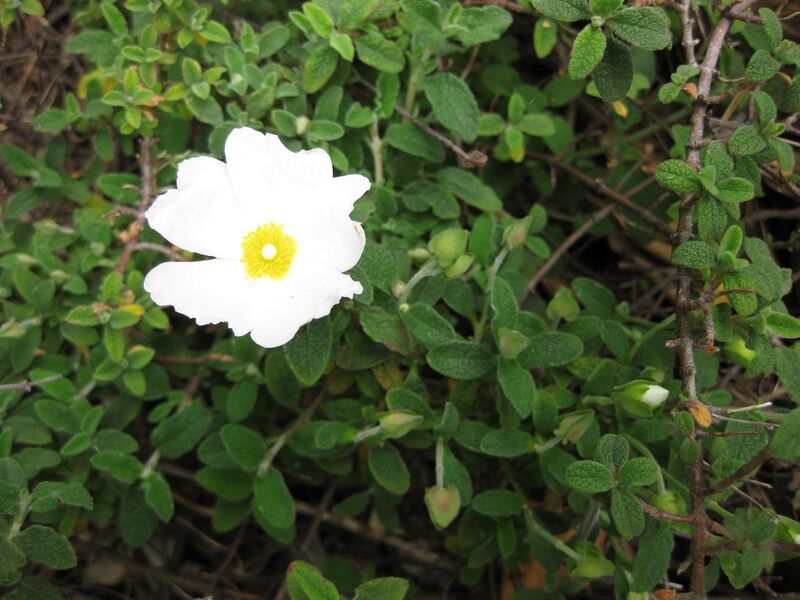 File:1280px-IMG 4958 hunt0904.jpg