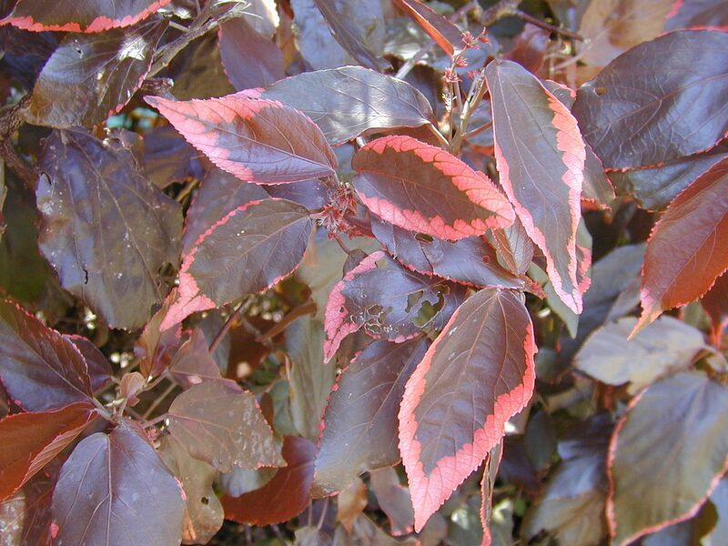 File:1280px-Starr 030418-0153 Acalypha godseffiana.jpg