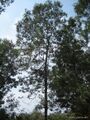 Thumbnail for version as of 10:25, 29 April 2025