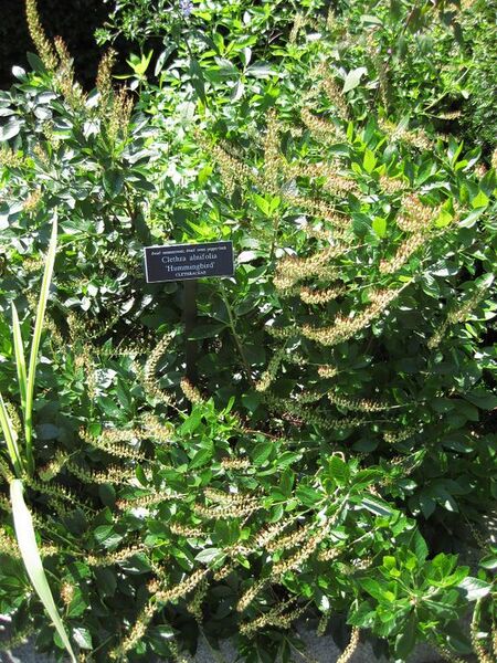 File:576px-IMG 0070 nybg09.jpg