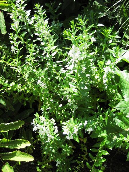 File:576px-IMG 0227 nybg09.jpg