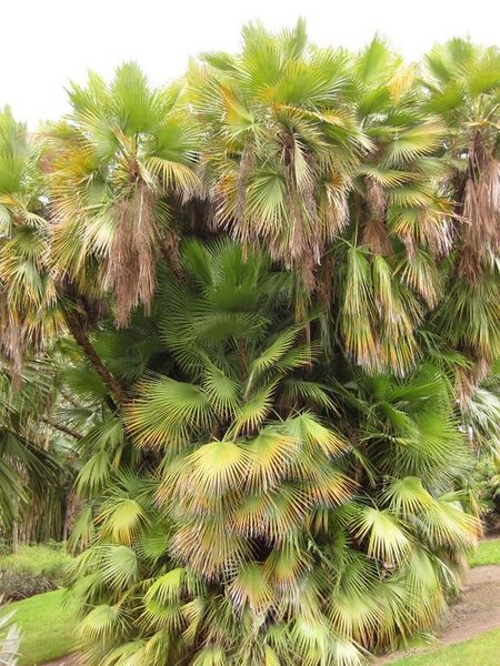 File:576px-IMG 3916 hunt0904.jpg