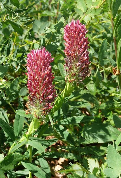 File:700px-Trifolium rubens 140608.jpg