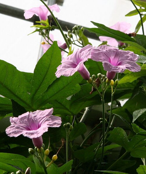File:857px-Ipomoea mauritiana 02.jpg