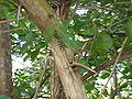 Thumbnail for version as of 09:00, 29 April 2025