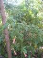 Brugmansia vulcanicola