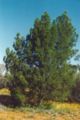 Callitris columellaris (syn. C. glaucophylla)