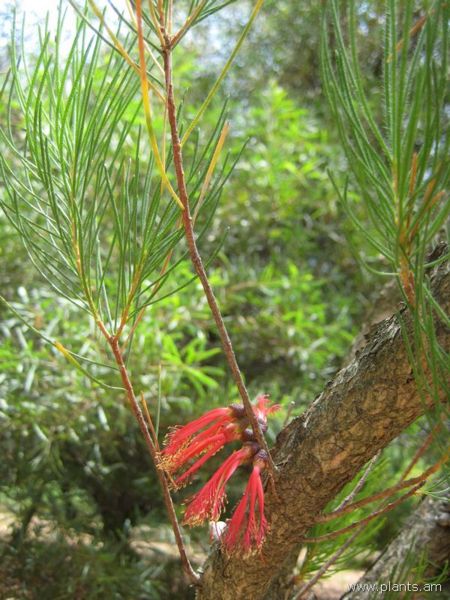 File:Calothamnus asper-IMG 3036 lokrun.jpg