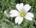 Flower close-up
