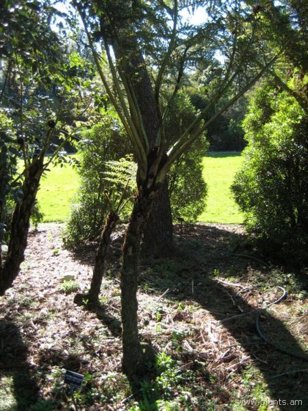 File:Cyathea medularis-black tree fern-IMG 6983 sfbg0308.jpg