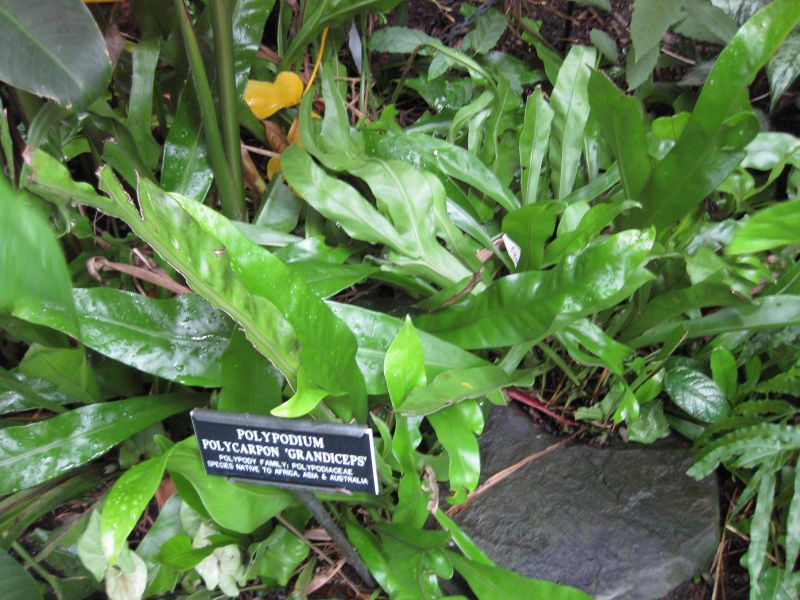 File:IMG 1128 bbg09.jpg