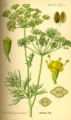 Umbel Flowers on stalks radiating from one point on the stem.